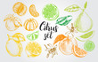 nk hand drawn set of different kinds of citrus fruits. Food elements collection for design, Vector illustration.