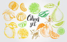Nk Hand Drawn Set Of Different Kinds Of Citrus Fruits. Food Elements Collection For Design, Vector Illustration.