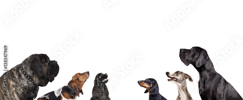 group of dogs is looking up © liliya kulianionak