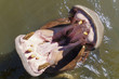 Hippopotamus with opened mouth is waiting a feeding in the water