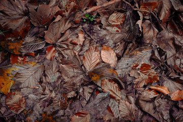 Wall Mural - Fallen autumn leaves in forest