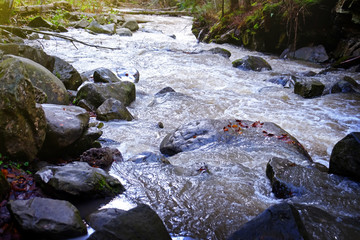 Canvas Print - Carpathian forest stream