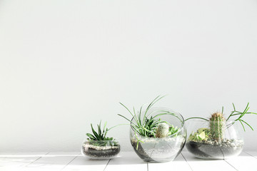 Sticker - Succulent gardens in glass vases on wooden floor