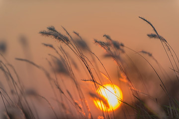 Wall Mural - Field of grass during sunset