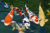 Koi Quartett