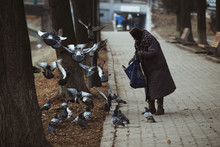 Unidentified Poor Grandmother Feeding Pigeons In The Street