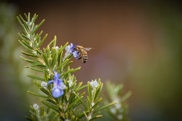 A bee feeds on a flowering rosemary bush.