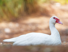 Portrait Of White Muscovy Duck Outdoors.