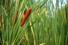 Reeds, Cattail, Marsh Plant, Green Reedmace, Swamp Grass