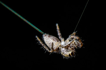 Spider Hanging from Web