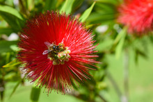 Honeybee Flying Towards A Vibrant Red Bottlebrush Flower, Formentera Spain
