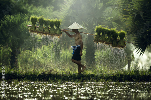 Cuadros en Lienzo Farmers grow rice in the rainy season