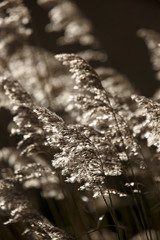 Backlit Phragmites reed seed heads.