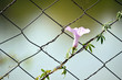 Flower growing on a chain link fence