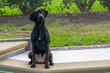 Black Labrador Dog Waiting Patiently