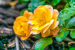 Yellow Roses Blooming