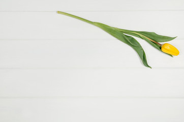 Poster - Background with yellow tulips on white wooden table top view. Creative woman's workspace concept with copy space. Product photograph taken from above with frame composition