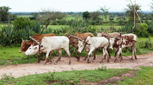 A Team Of Six Oxen Goes Along The African Road - Tanzania