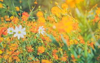 White cosmos flower (Cosmos Bipinnatus) with blurred light rays background