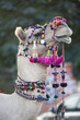 festively dressed up portrait of a camel