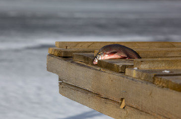 small bream caught in the winter in the Astrakhan region