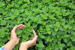 hands protect organic mint plants in garden