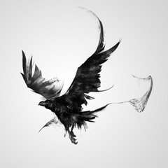 Wall Mural - isolated painted black raven in flight