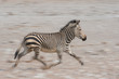 Hartmann's zebra running