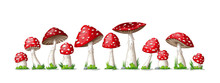 Illustration Of Some Fly Mushrooms In Front Of White Background, Panoama