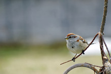 Posed American Tree Sparrow