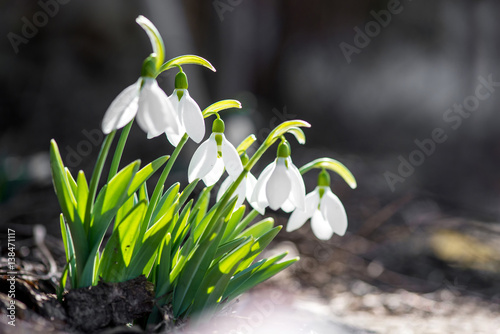 Plakat Wiosny śnieżyczka kwitnie kwitnienie w słonecznym dniu