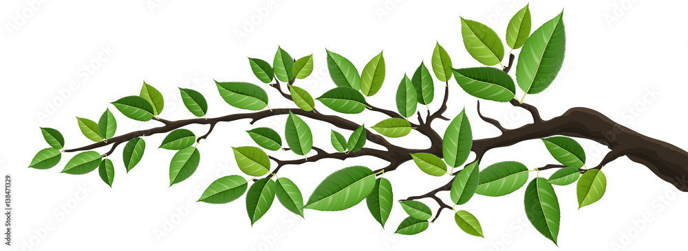 Horizontal banner with tree branch and green leaf, isolated on white. For background, footer, or nature design  - obrazy, fototapety, plakaty 
