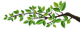 Fototapeta Tulipany - Horizontal banner with tree branch and green leaf, isolated on white. For background, footer, or nature design 