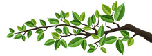 Horizontal Banner With Tree Branch And Green Leaf, Isolated On White. For Background, Footer, Or Nature Design 
