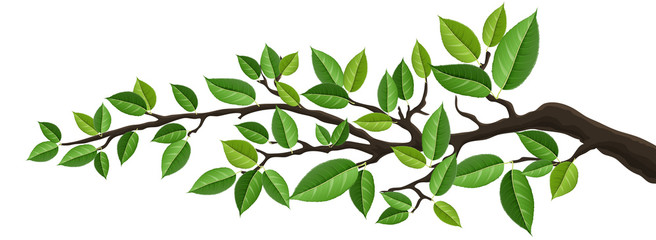 horizontal banner with tree branch and green leaf, isolated on white. for background, footer, or nat