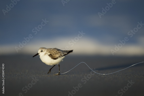 Fotografie, Obraz An unfortunate Sanderling has fishing line tangled around its foot as it runs on a dark sandy beach in the late evening sunlight
