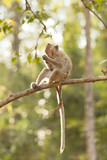 Fototapeta Zwierzęta - Monkey praying on a tree branch 