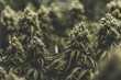 Large isolated indoor medical marijuana bud background