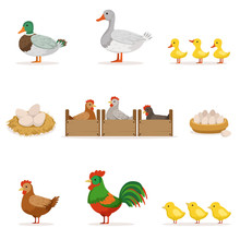 Farm Birds Grown For Meat And For Laying Eggs, Organic Farming Series Of Vector Illustrations With Animals