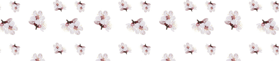 Canvas Print - panorama spring flowers apricot on branches