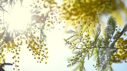 Fotomurales - Mimosa. Spring flowers Easter background. Blooming mimosa tree over blue sky. 4K Ultra HD video