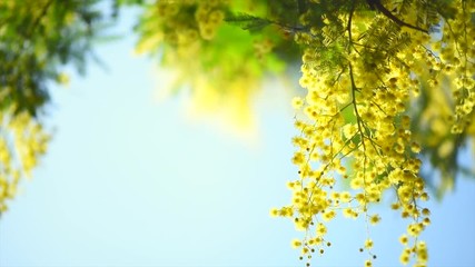 Fotomurales - Mimosa. Spring flowers Easter background. Blooming mimosa tree over blue sky. 4K Ultra HD video