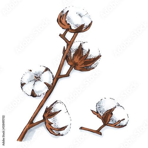 Cotton plant illustration Stock Vector Adobe Stock