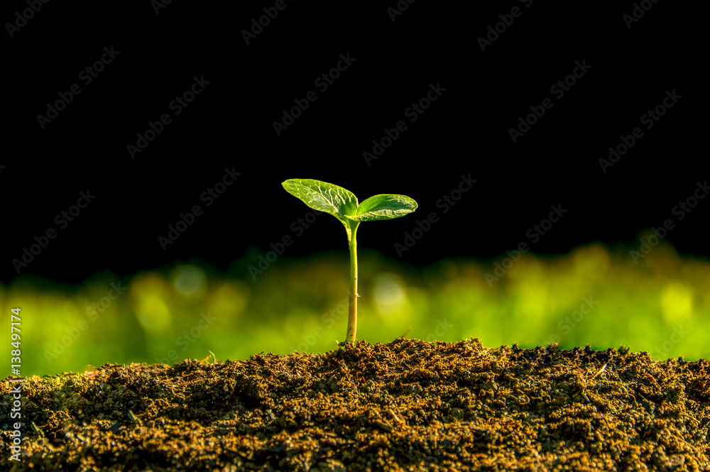 plant germinate from the ground - obrazy, fototapety, plakaty 