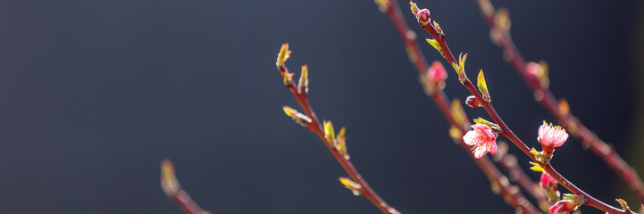 Wall Mural - Flowering fruit tree branches with pink flowers in sunlight against dark background