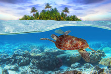 Green Turtle Underwater At The Tropical Island