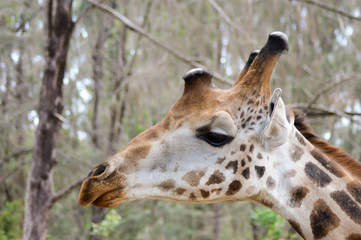 Sticker - Head of giraffes in a park