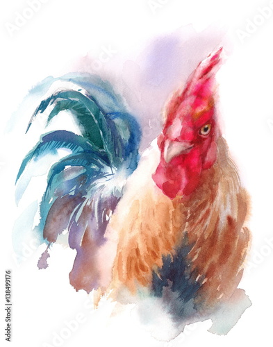 Fényképezés Watercolor Farm Bird Rooster Portrait Hand Painted Illustration isolated on whit