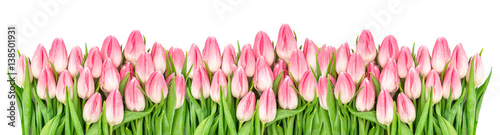 Dekoracja na wymiar  swieze-wiosenne-kwiaty-tulipanow-baner-granica-kwiatowy-bukiet