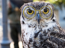 Owl Facing Camera, Big Yellow Eyes And Fun Glasses. Wise Owl.